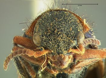 Media type: image;   Entomology 3451 Aspect: head frontal view